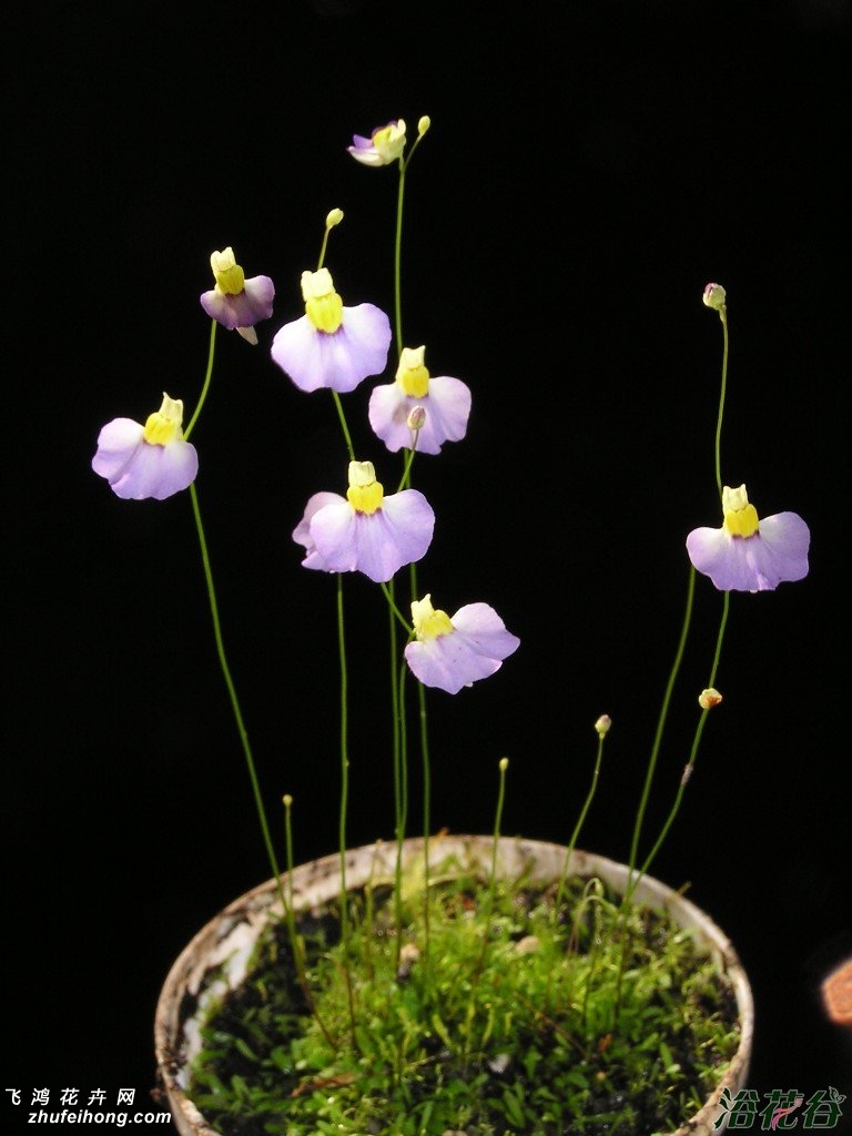 ŮUtricularia parthenopipes