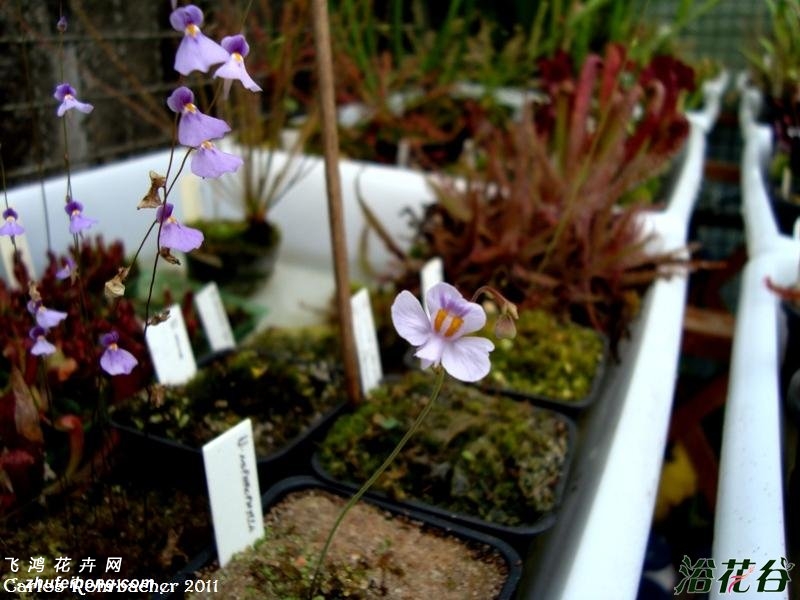 ŮUtricularia parthenopipes