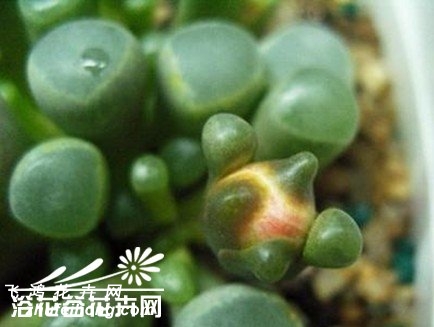 ʮFenestraria aurantiaca