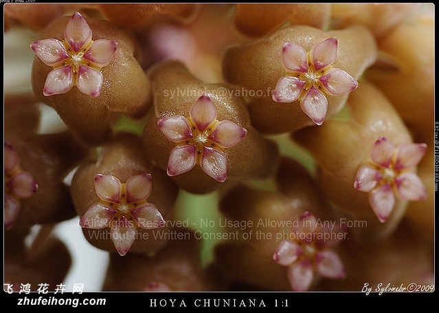 ҬζHoya chunii