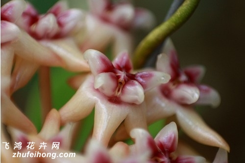 Hoya darwinii