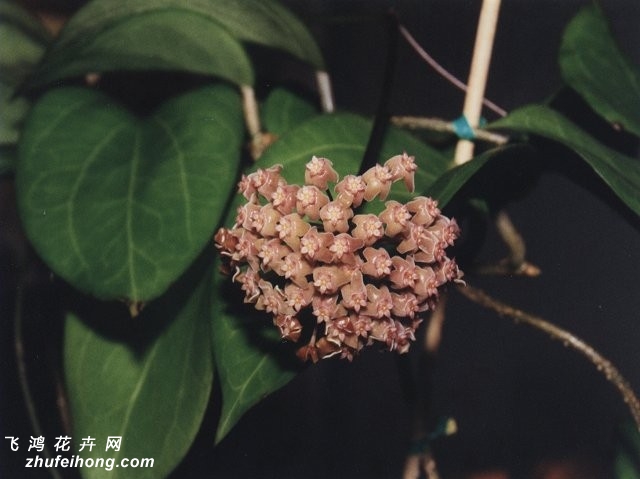 ҬζHoya chunii