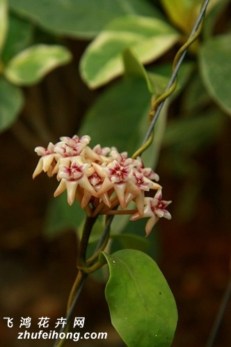 Hoya darwinii