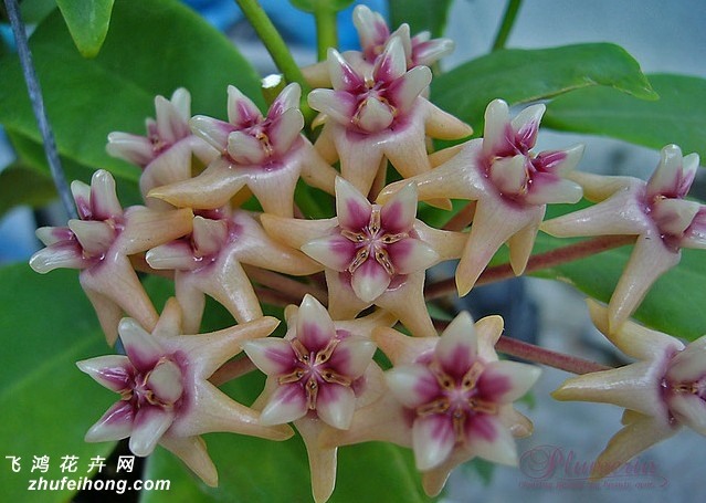 Hoya darwinii