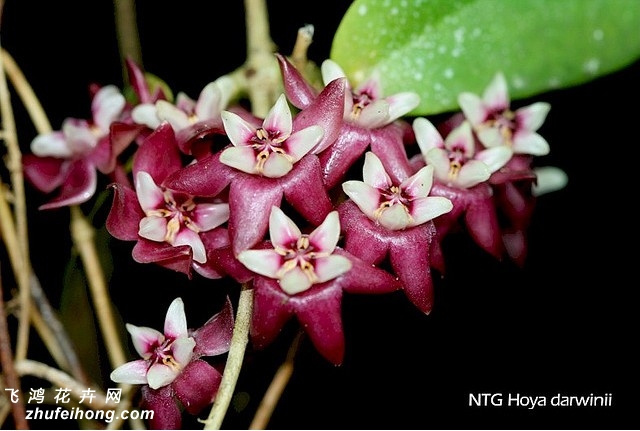 Hoya darwinii