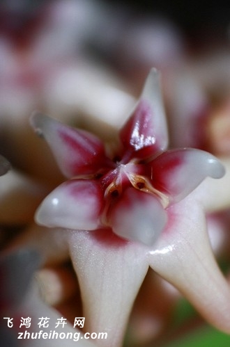 Hoya darwinii