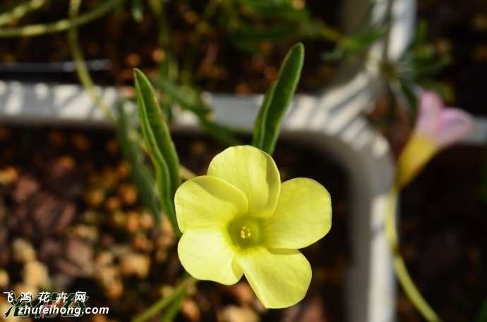 öOxalis fabaefolia