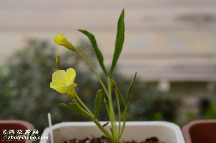 öOxalis fabaefolia