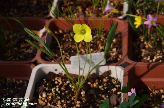 öOxalis fabaefolia