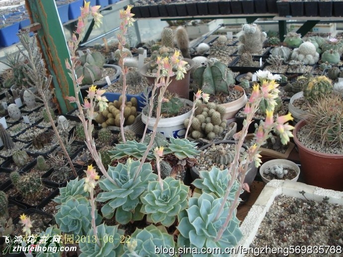 ʯ(Echeveria Glauca gigantea)