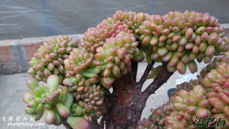 ҶSedum lucidum Obesum