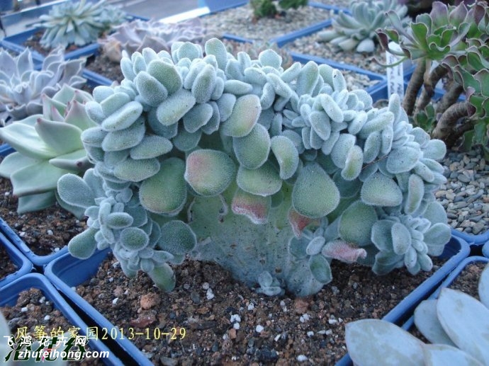 ѩ׺Echeveria Frosty Cristate