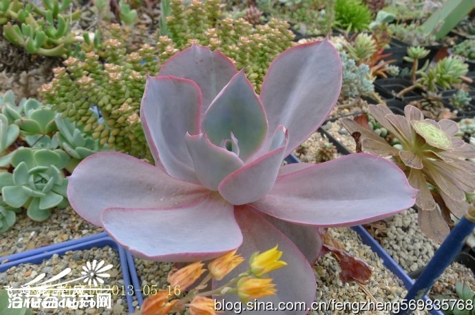 ϼ(Echeveria Afterglow)ͼƬ