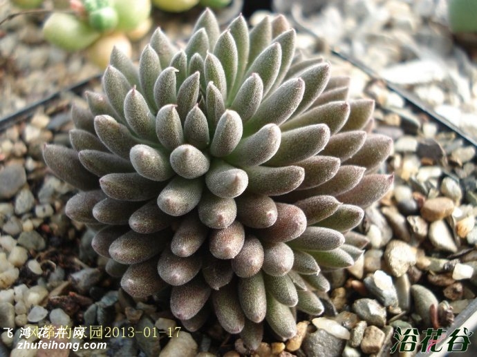 ʯSinocrassula yunnanensis