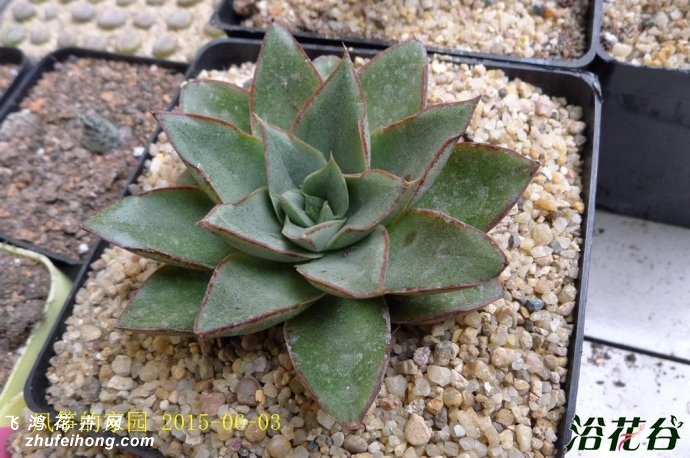 Echeveria Monocerotis