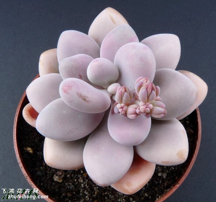 ֮Graptopetalum amethystinum