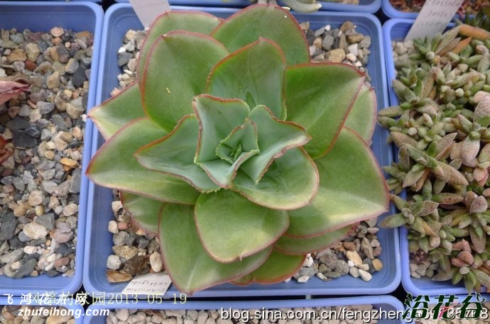 ҶEcheveria subrigida