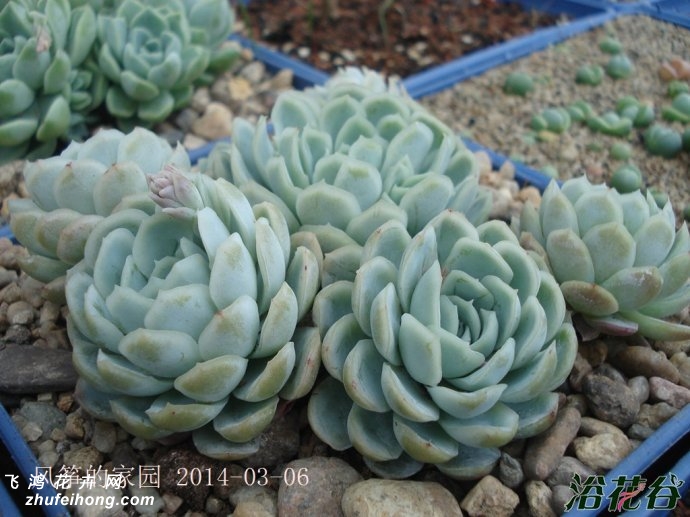 ÷Echeveria Rasberry ice