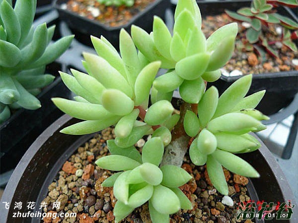 Sedeveria Silver Frost