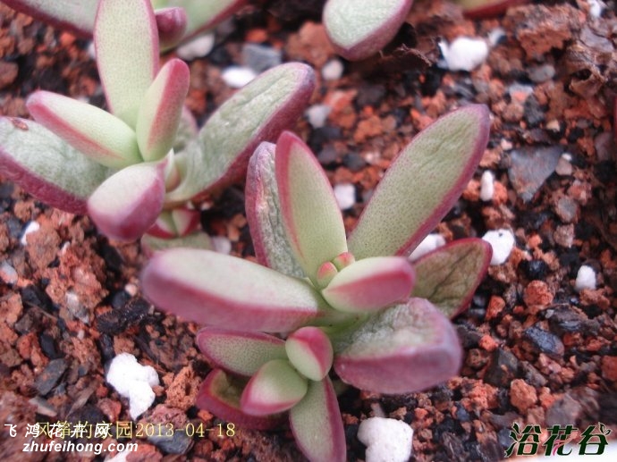 С칷crassula nudicaulis var herrei