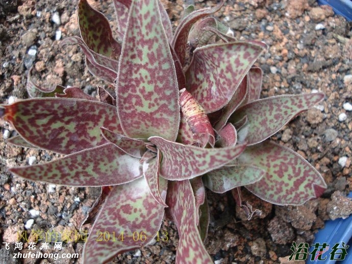 Crassula alba