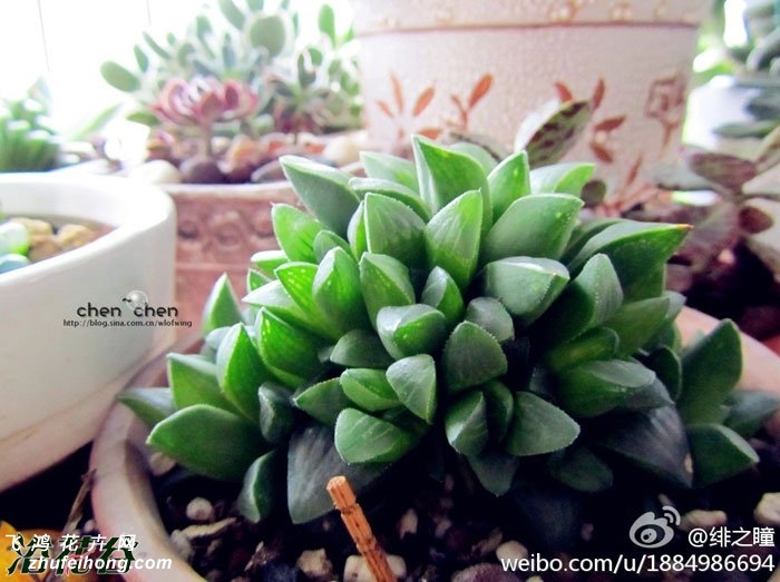 (Haworthia retusa)