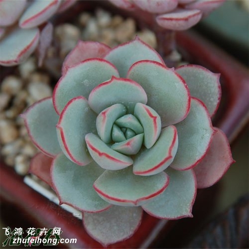 貨Echeveria sbucorymbosa lau 026ֲ