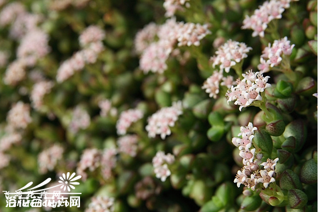 ŮCrassula brevifolia