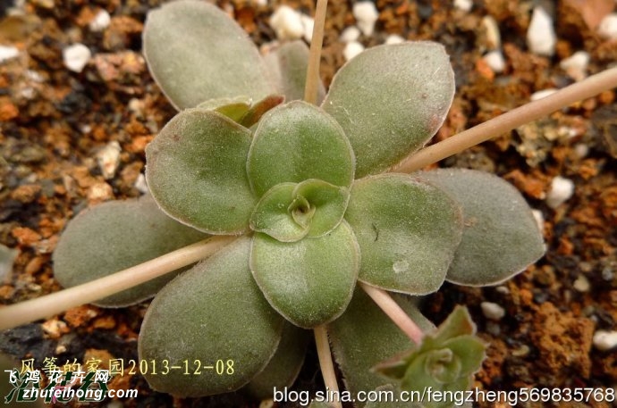 Crassula orbicularis