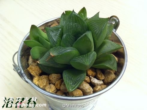 (Haworthia retusa)