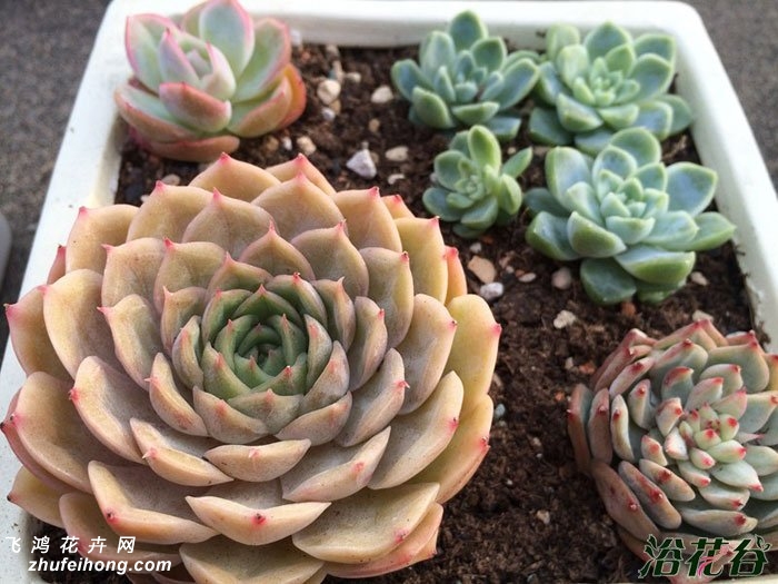 ˹Echeveria cv Onslow