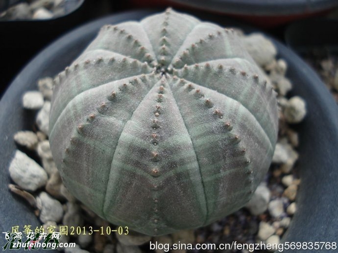 Euphorbia obesa)