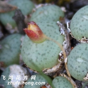 塡Conophytum viridicatum