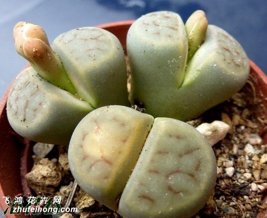 Ѥ C299 Lithops schwantesii ssp. schwantesii v. marthae