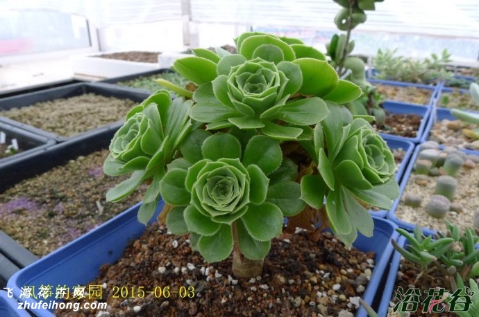 ̷ʦAeonium arboreum cv.