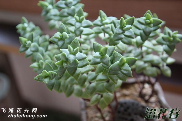 ǣţCrassula rupestris