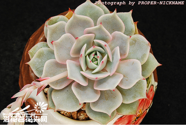 ¶Echeveria lola