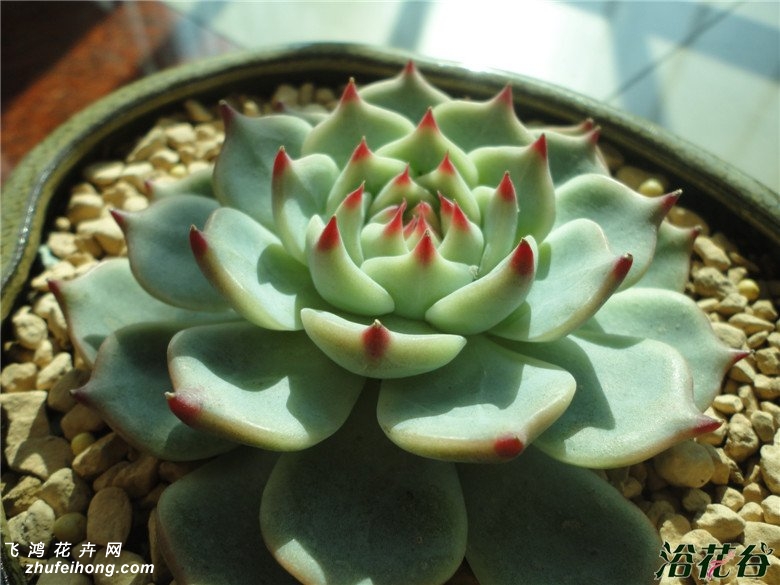 Echeveria lindsayana