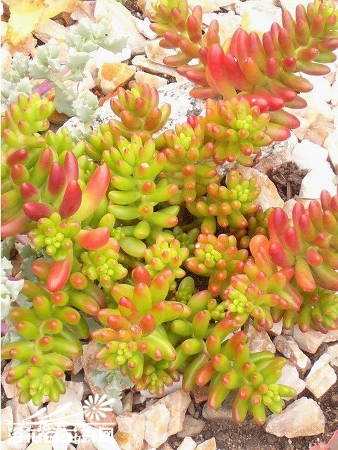 ֮Sedum rubrotinctum