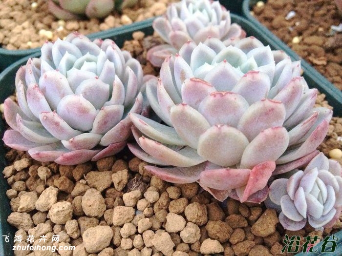 ÷Echeveria Rasberry ice