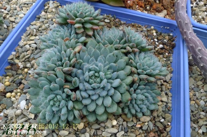 СEcheveria setosa v. deminutaСEcheveria setosa v. deminuta