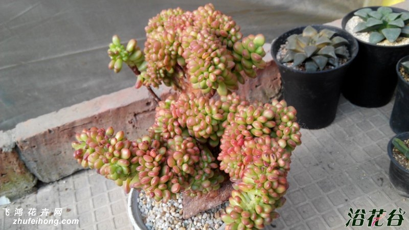 ҶSedum lucidum Obesum