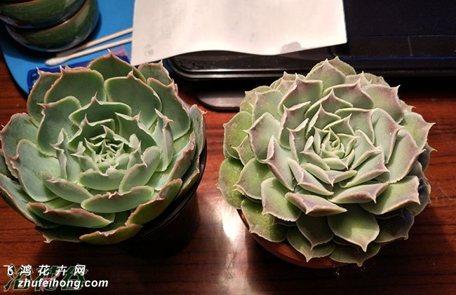 ·Echeveria sp Gilo