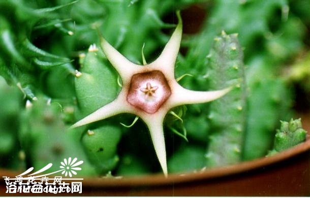 Huernia verekeri