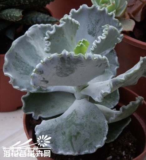 Cotyledon undulata