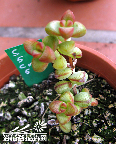 ŮCrassula brevifolia