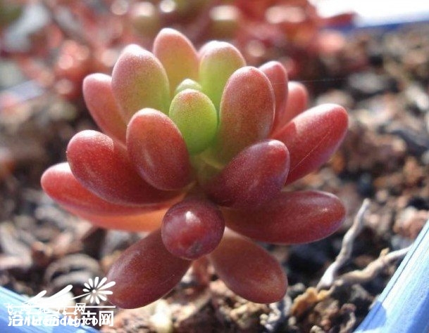 ֮Sedum rubrotinctum