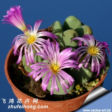  Conophytum velutinum