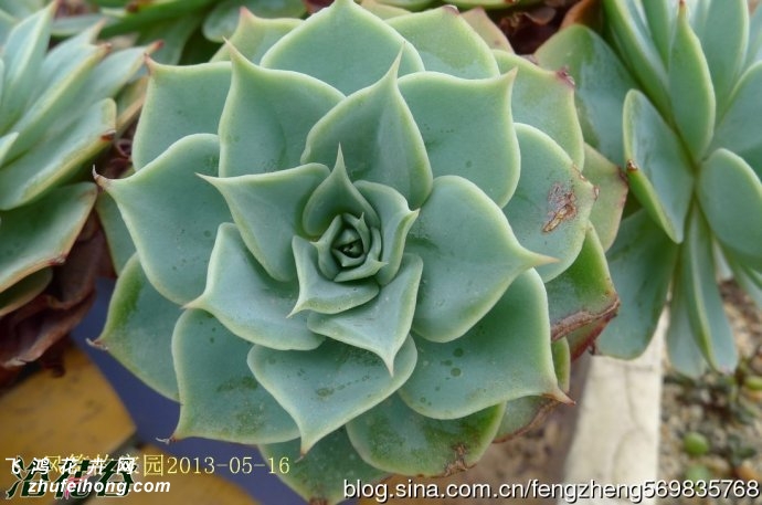 ʯ(Echeveria Glauca gigantea)