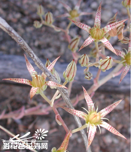 Graptopetalum bartramii